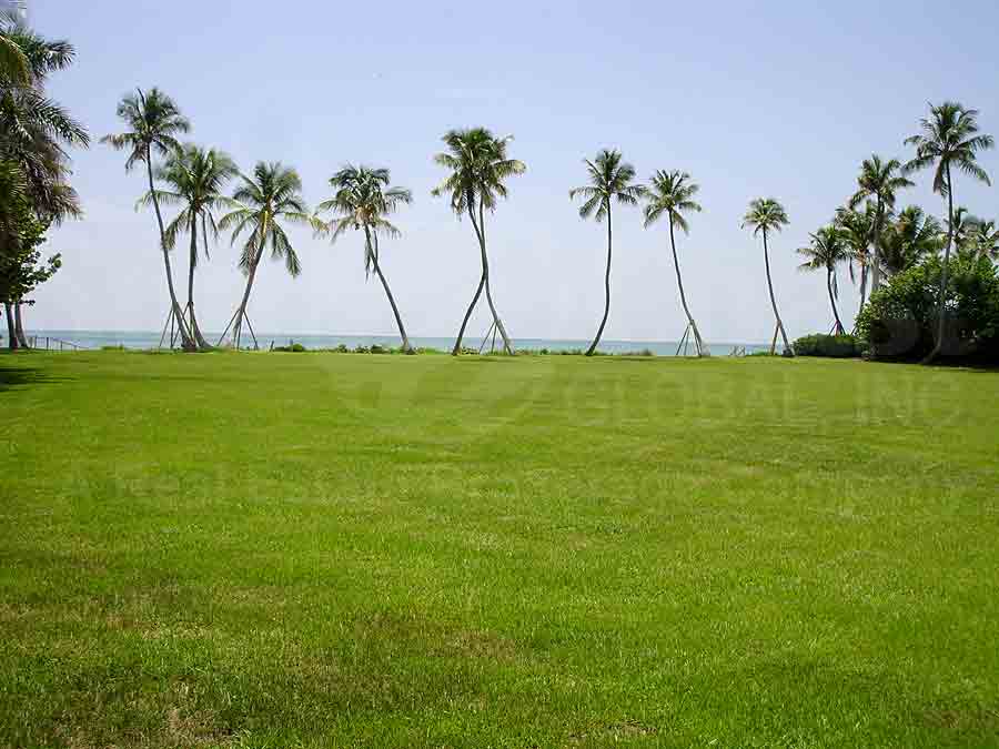 Beach Estates Lush Greenery